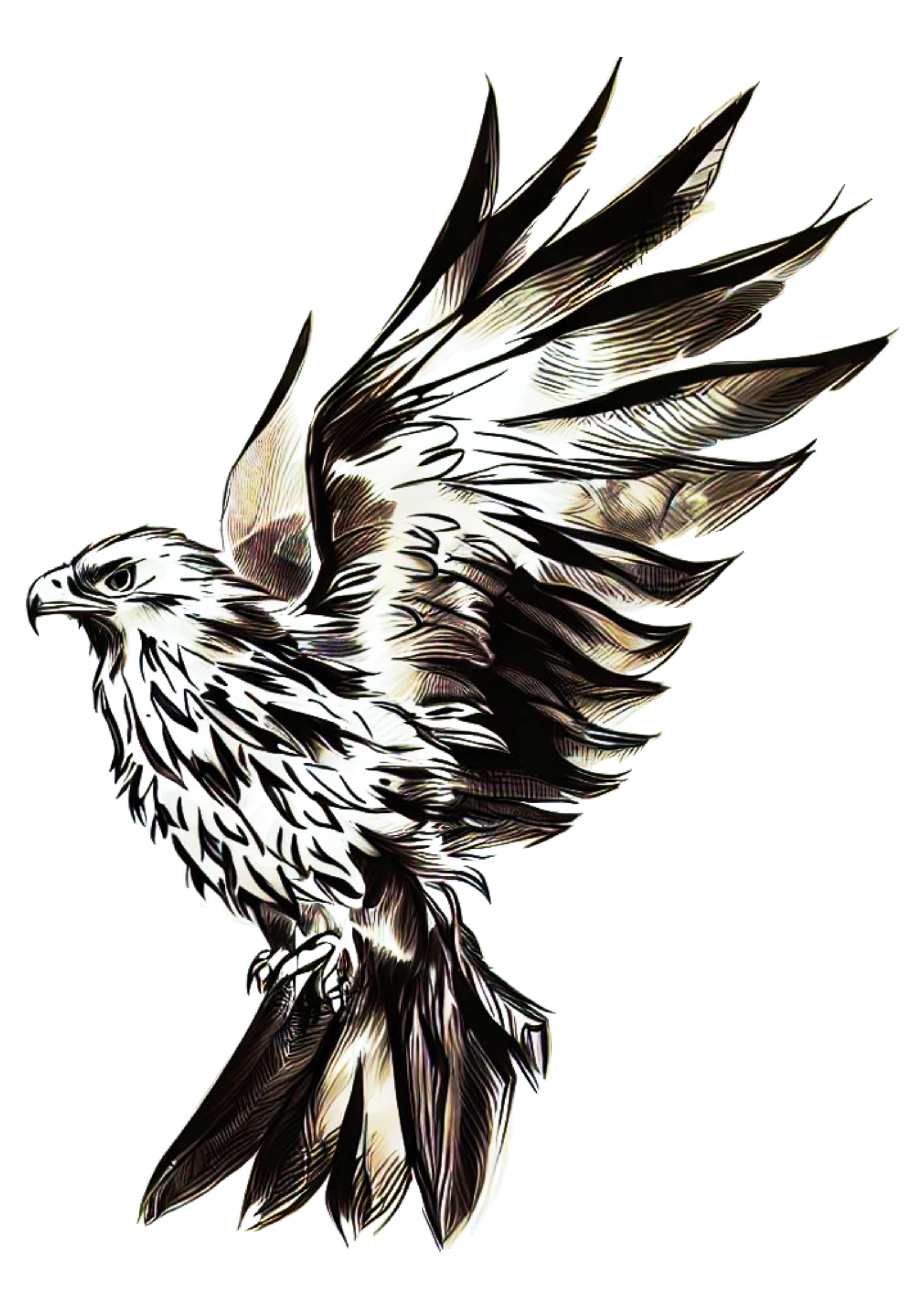 Pássaro águia risco para tatuagem png